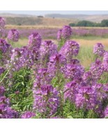 100 Rocky Mountain Bee Plant Seeds Annual Wildflower Summer Patio Contai... - $12.70 CAD