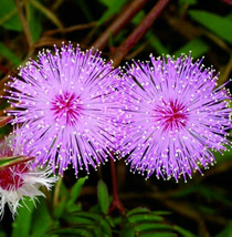 Mimosa Flower Seeds 100 Sensitive Plant Annual Wildflower Garden Free Ship - £2.91 GBP