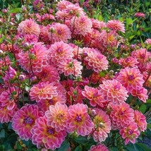 25 Pacific View Dahlia Perennial Flowers Seeds Flowering Bloom USA Fast Shipping - £11.65 GBP