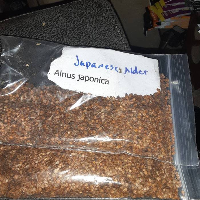 Japanese Alder Tree Seeds Fresh USA Shipping - $17.24