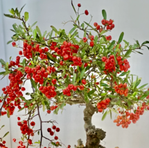 Xo 25 of BONSAI Pyracantha - Scarlet firethorn Red bonsai berry bush shr... - $10.80