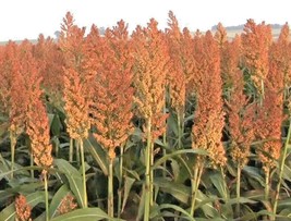 Best 1 Lb Rox Orange Sorghum Seeds Organic Native Syrup Waconia Natural Sugar Ga - £39.92 GBP