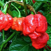 25 Trinidad Scorpion Pepper Seeds-1150A - $3.98