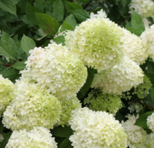 1 Pc 4&quot; Pot Limelight Hydrangea Flowers, Hydrangea Live Plant | RK - $69.30