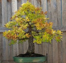 FREE SHIPPING 5 seeds Blue Oak {Quercus macrocarpa} Bonsai Beauty 2023 Harvest  - £10.26 GBP