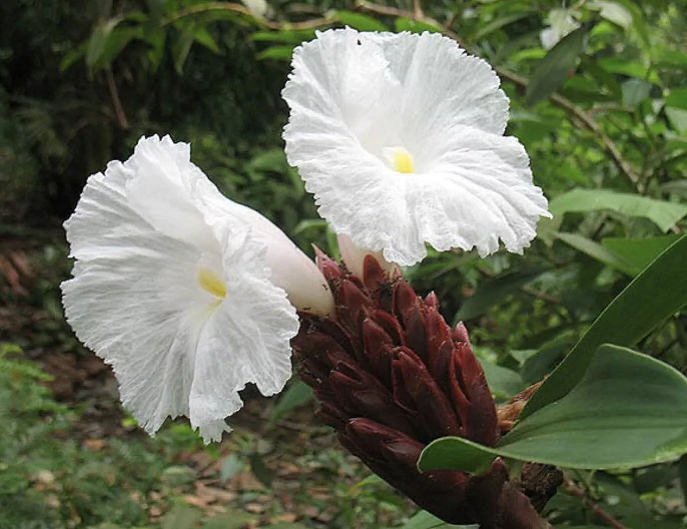 Costus Speciosus Spiral Ginger Seeds Garden Easy to Grow Beatifull USA SELLER - £13.44 GBP