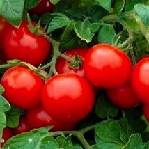 Best 50 of Cherry Tomato Seeds (NON-GMO) Heirloom Fresh Garden - £3.00 GBP