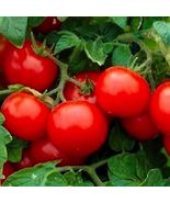 Best 50 of Cherry Tomato Seeds (NON-GMO) Heirloom Fresh Garden - £2.98 GBP