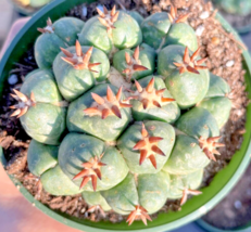 FROM US RARE 50 Seeds - Coryphantha elephantidens var. tanshi cactus see... - £27.88 GBP