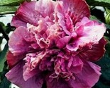 20 Double Pink Purple Hibiscus Seeds Flowers Flower Seed Perennial Bloom... - $9.78