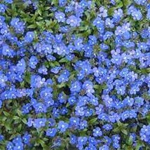 Thjar 50+ Veronica Creeping Blue Speedwell Perennial Flower Seeds Great Cut Flo - $6.99