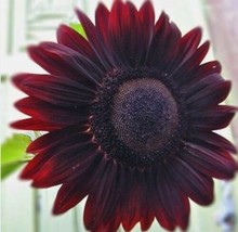 Velvet Queen Sunflower    20   Beautiful Burgundy FlowersUnique From US - £5.18 GBP