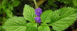 Blue Porterweed Plant Seeds - $94.99 MXN