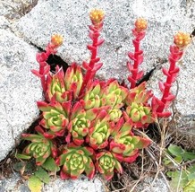 Semilir 20 Seeds Store Cotyledon Orbiculata Higginsiae Compacta, Ice Plant Livin - £11.79 GBP