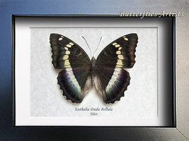 Blue Duchess Euthalia Duda Bellula RARE Real Butterfly Entomology Shadowbox  - £48.18 GBP