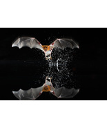 MAYAN BAT SACRED VAMPIRE GOD Star Demon Direct Binding Online Service izida - £270.16 GBP