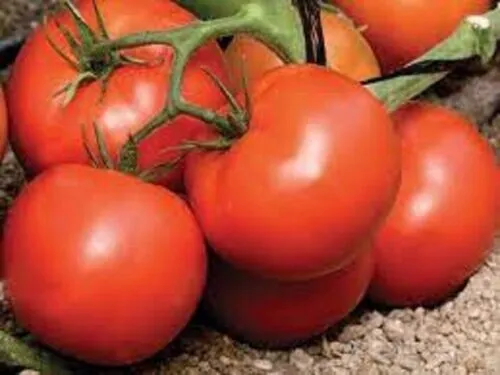 50+ Seeds Arbason Tomato Planting Tomatoes Garden - £5.65 GBP