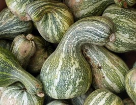 Green Striped Cushaw Pumpkin Seeds 10 Ct Gourd Squash VegetableFrom US  - £6.62 GBP