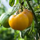 20 Organic Yellow Brandywine tomato seeds Juicy - £9.57 GBP