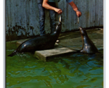 Harbor Seals New England Aquarium Boston MA Massachusetts UNP Chrome Pos... - £3.11 GBP