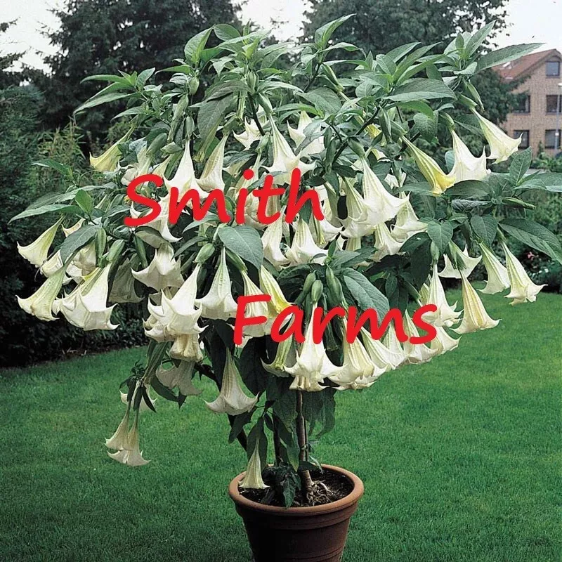 USA SELLER 25 Seeds White Angel Trumpet Flowers Brugmansia Datura Fast Shipping - £11.70 GBP