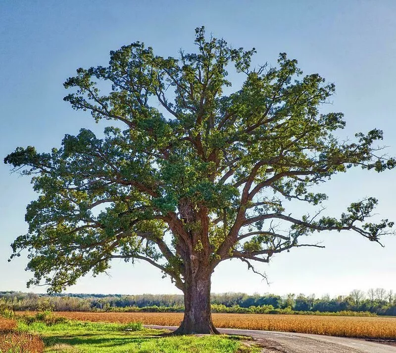 Bur Oak Tree (Burr Oak) 18-24&quot; Tall Seedling Quercus macrocarpa - $62.14