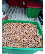 Crack Pecans Stuart&#39;s new crop - $114.00