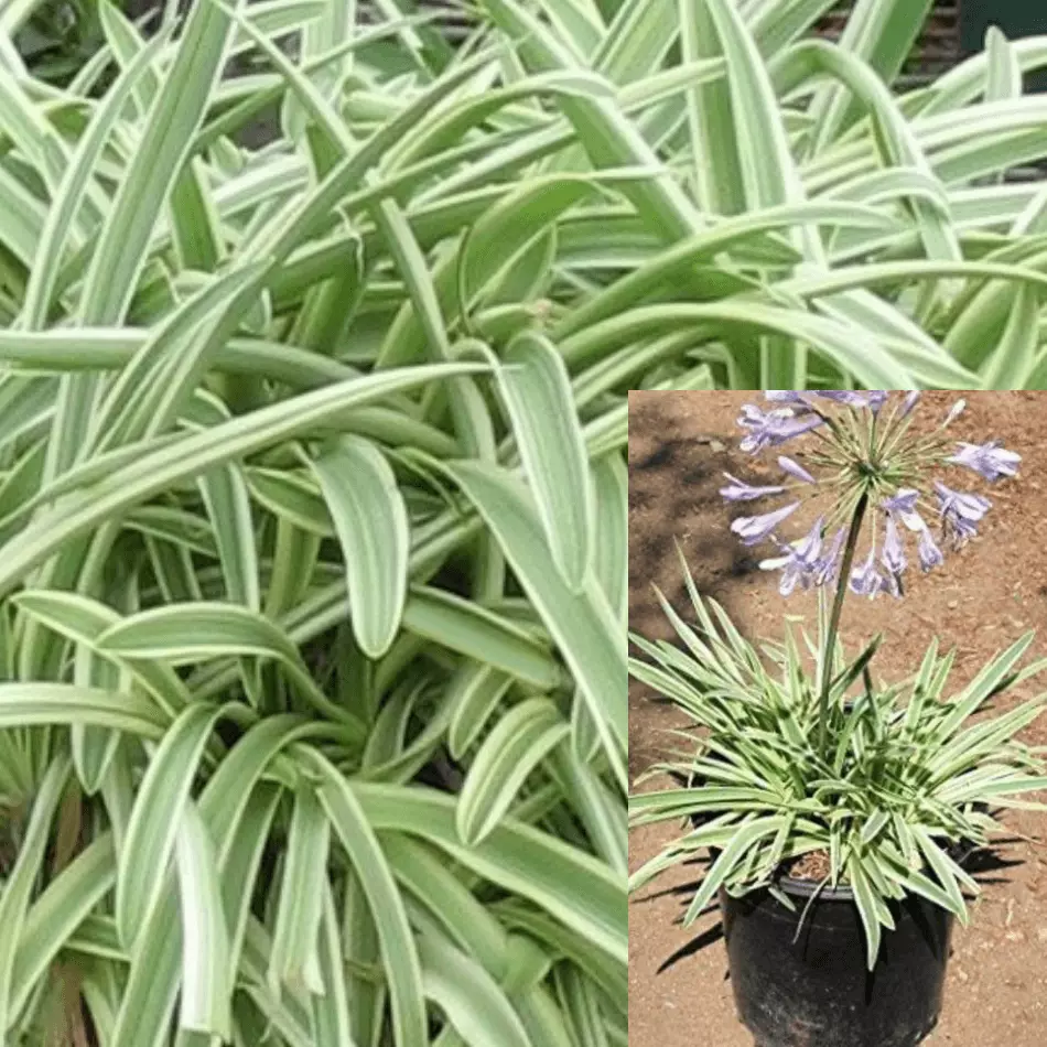 Agapanthus Tinkerbell 4inches African Lily Tinkerbell White And Green Li... - $26.97