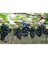 50Pcs Grape Seeds (Vitis vinifera) var. Kyoho Grapes Original - €6,49 EUR