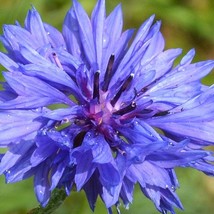 USA Seller Blue Gem Jubilee Cornflower Seeds Fresh Organic Bachelor&#39;S Button Cen - £11.04 GBP