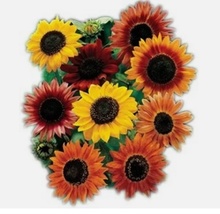 15 Seeds Sunflower Mix Vibrant Heirloom Blooms - $8.90