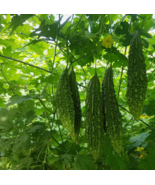 BZ 1 Pound Indian Long Bitter Melon Seeds Bulk Seeds - €7,18 EUR