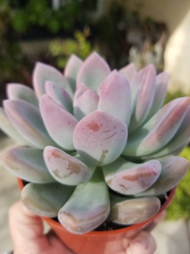 Graptoveria Opalina (4&quot;pot) - $10.99