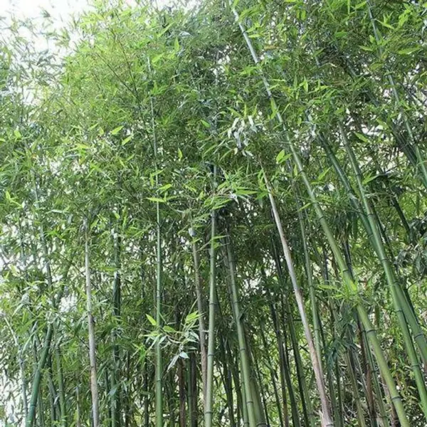 New Fresh 50 Giant Japanese Timber Bamboo Seeds Privacy Climbing Seed - $14.98