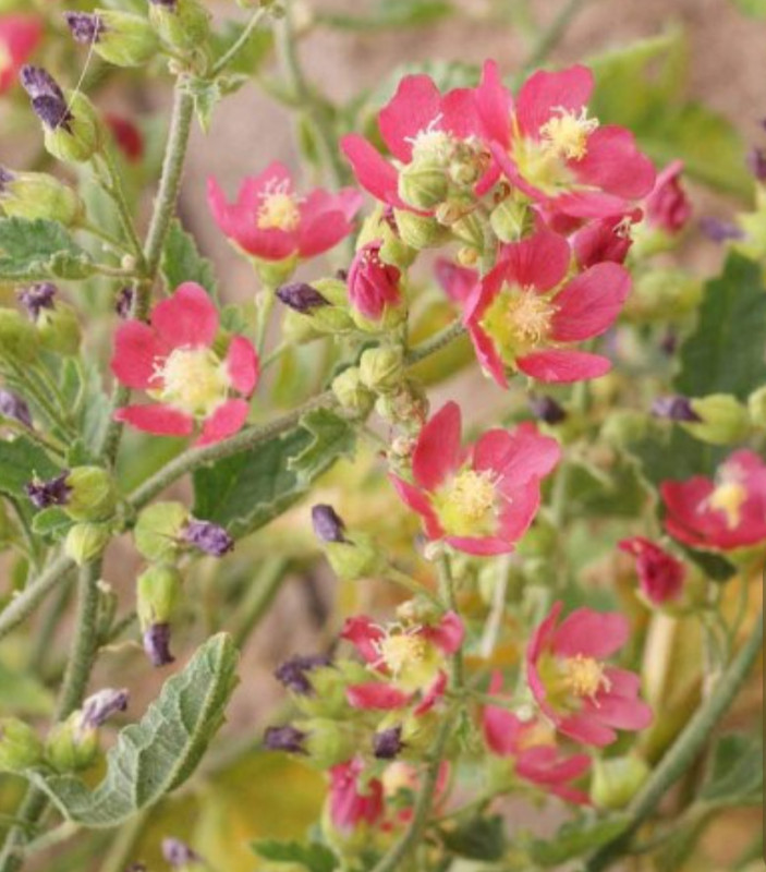 Desert Globemallow ( Sphaeralcea Ambigu ) Flower Seeds - £6.73 GBP