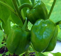 10+ Emerald Giant Bell Pepper Seeds Sweet Non Gmo Heirloom Organic Fresh New - £7.55 GBP