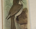 Arm &amp; Hammer Eastern Phoebe Victorian Trade Card VTC 5 - $3.95