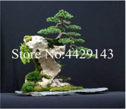 100 pcs Dawn Redwood Tree Grove Metasequoia Glyptostroboides ing! Very EasyTo Gr - £7.84 GBP
