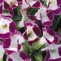 Bin#1R8D1 Torenia Seeds Duchess Burgundy 50 Pelleted Seeds Torenia Fournieri Fre - £25.97 GBP