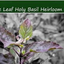 New Fresh Seeds Herb Seeds Holy Basil Purple Leaf 50 Garden Herb Seeds Sacred Tu - $17.36