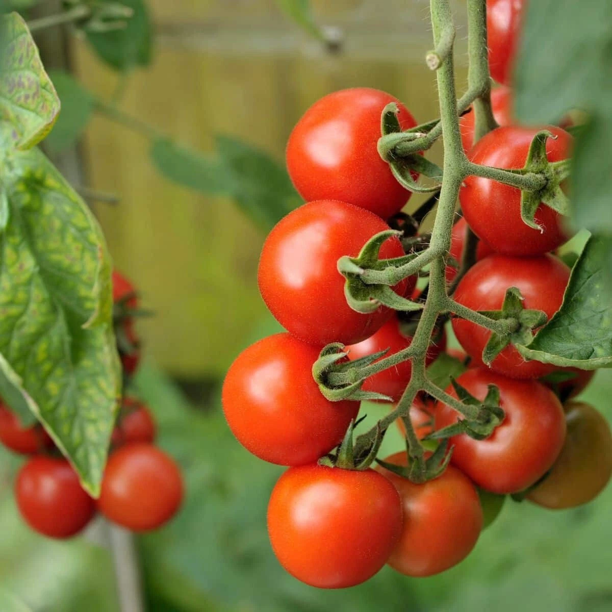50+ Seeds Alicante Tomato Tomatoe Vegetable Garden Edible Canning - $5.57