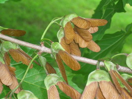 20 Devil Maple Seeds Horned Maple Acer Diabolicum US Fast Shipping - $12.40