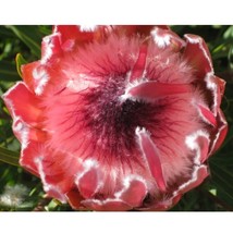  6 Protea Eximia South Africa&#39;s national flower Fairy Flower Seeds - £14.94 GBP