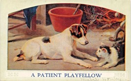 A Patient FELLOW-FOX Terrier Playing With KITTEN-ARTIST DRAWN-1910s Postcard - £7.17 GBP