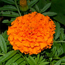 RJ 100 Seeds African Marigold Seeds - Hawaii, Open Pollinated, Non-GMO - £4.35 GBP