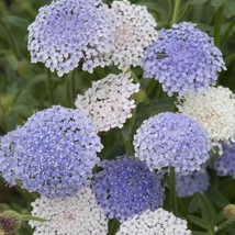 Lace Flower Mix Didiscus Caerulea 20 Flower Seeds Fresh Seeds USA - £9.43 GBP