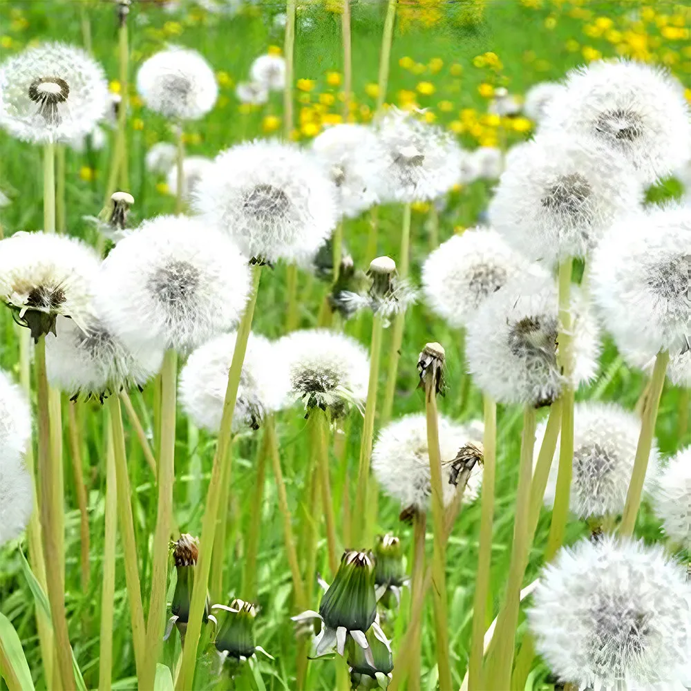 FA Store 300 Pcs/Bag White &amp; Yellow Dandelion Seeds High Germination Rate - £7.06 GBP
