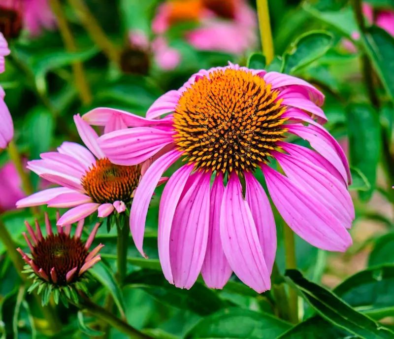 G_S 500+ Echinacea Purple Red Cone Seeds Spring Perennial Wildflower Bees Flower - $5.76