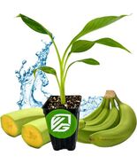 Best Dwarf Kokopo 'Patupi' Live Banana Plant / Musa acuminata - $32.99