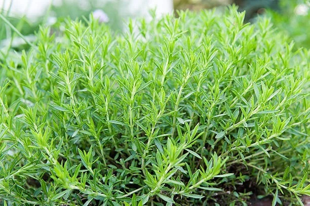 300 TARRAGON SEEDS | SALE NON GMO - $6.60